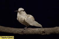 藏品(蒼燕鷗)的圖片